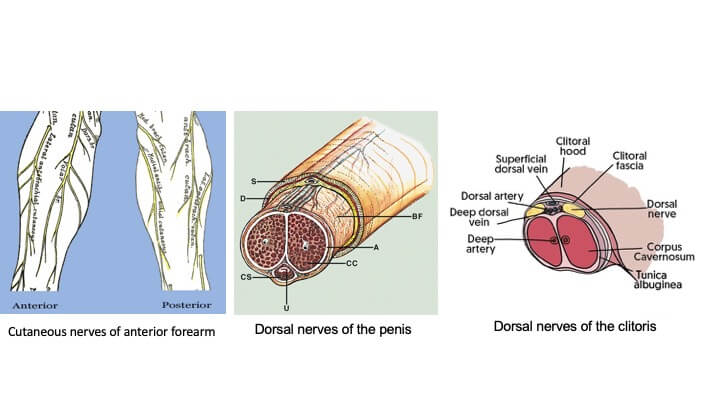 Contaneous nerves of anterior arm. Dorsal nerves of the penis. and dorsal nerves of the clitoris.